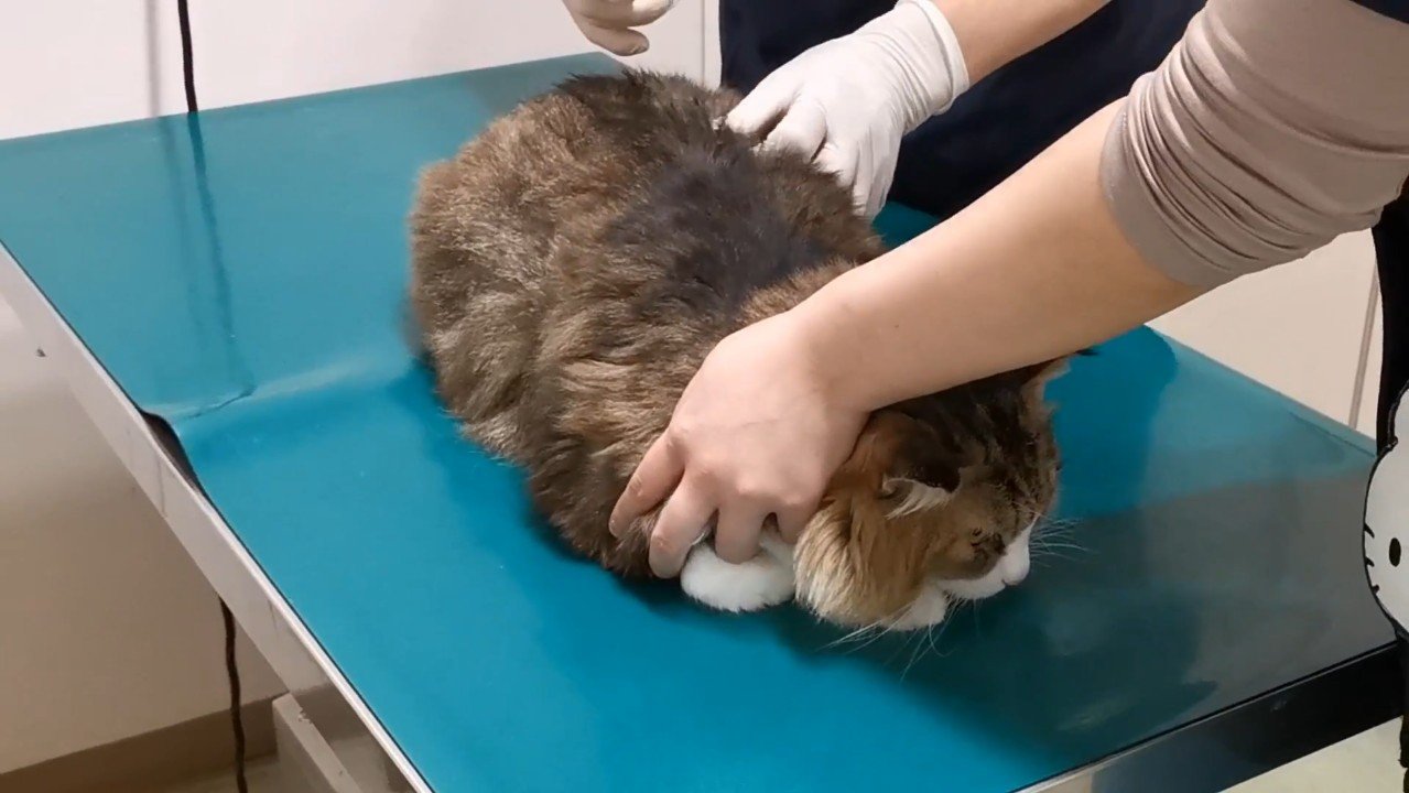 看護師さんの保定
