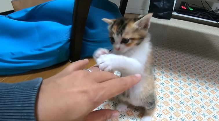 立ち上がる子猫