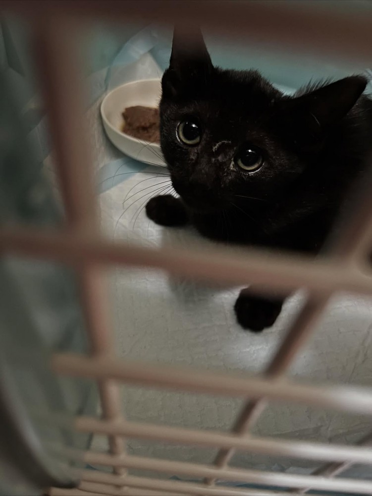 ケージの中にいる子猫