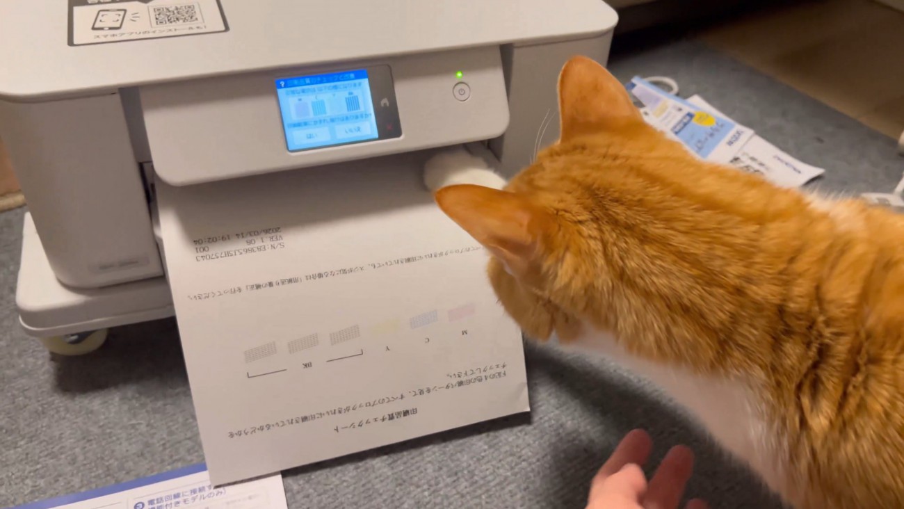 紙に前足を伸ばす猫