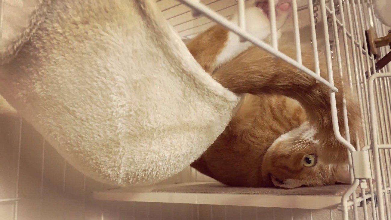 台の上に頭を乗せるウラちゃん