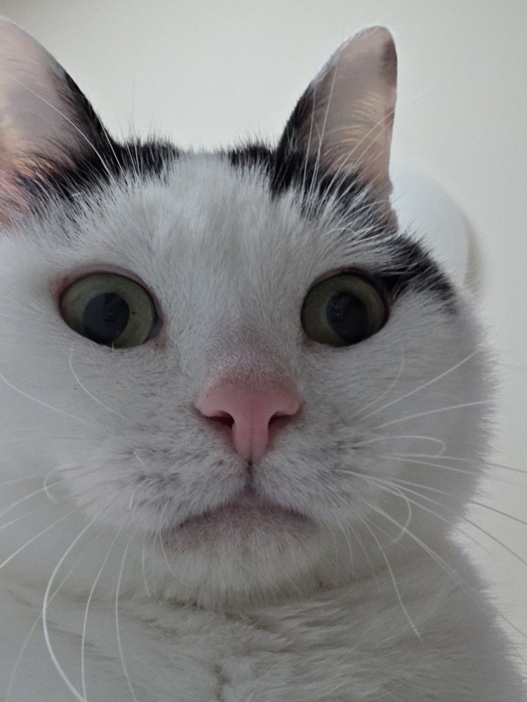 下から見た猫の顔のアップ