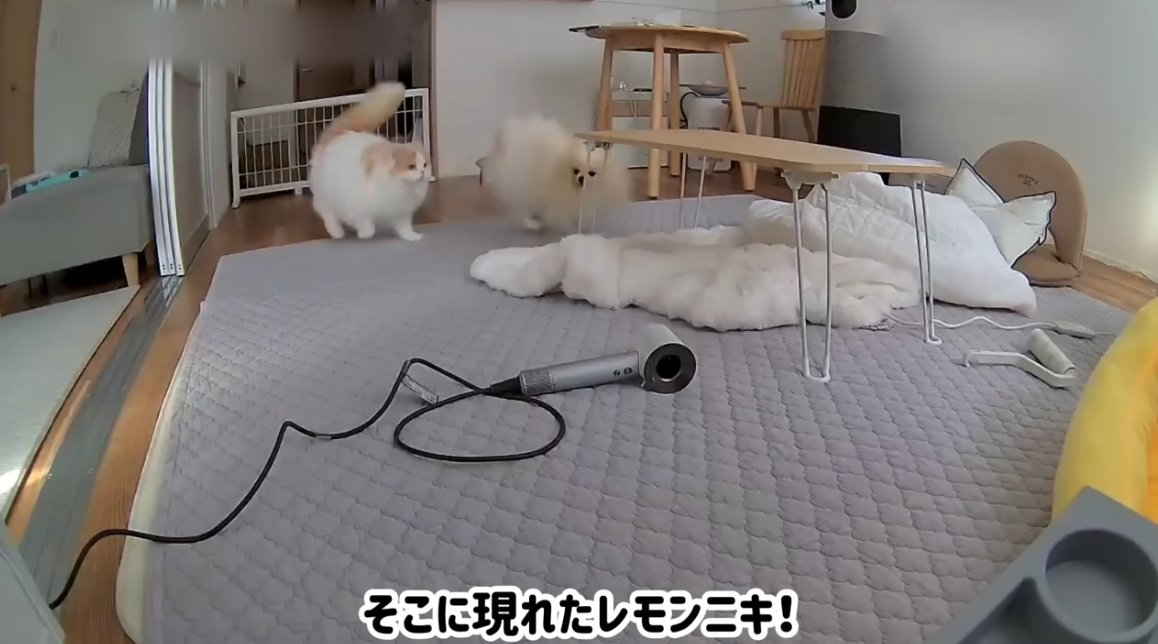 追いかけっこをする犬と猫