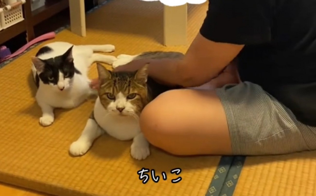 ドヤ顔する2匹の猫