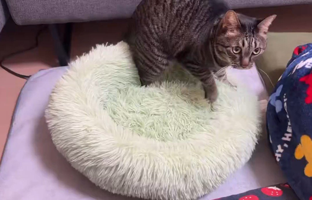 ペット用ベッドを踏みながら遠くを見つめる猫