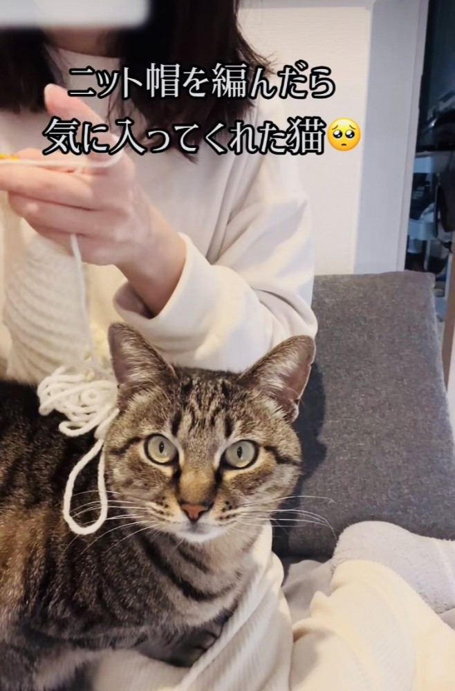 ニット帽を編むママの膝の上に座るキジトラ猫