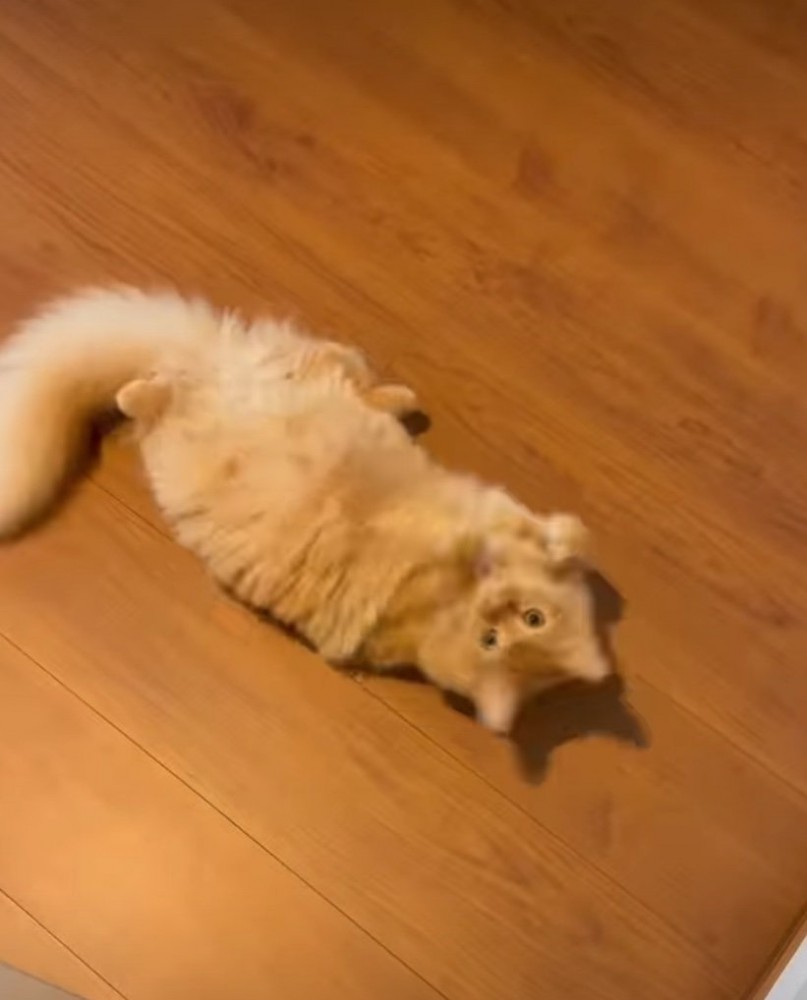 左右にクネクネ動く猫2