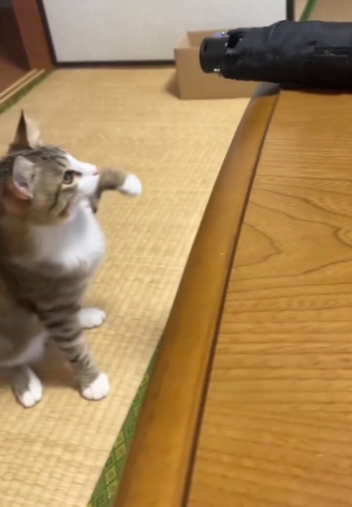 黒い折りたたみ傘を見つめながら前足を上げる猫