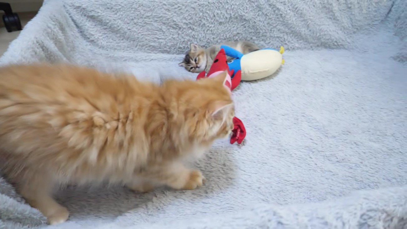 子猫とぬいぐるみに近づく兄猫