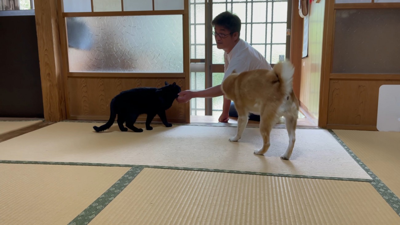飼い主を出迎える犬と猫