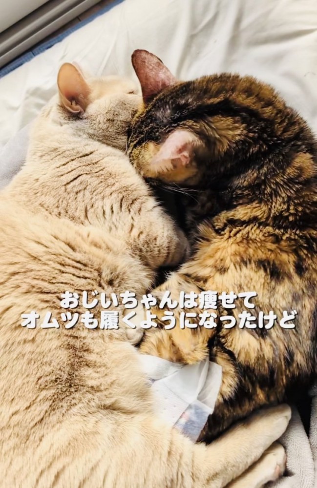 布団の上で一緒に寝るマンチカンとミックス猫