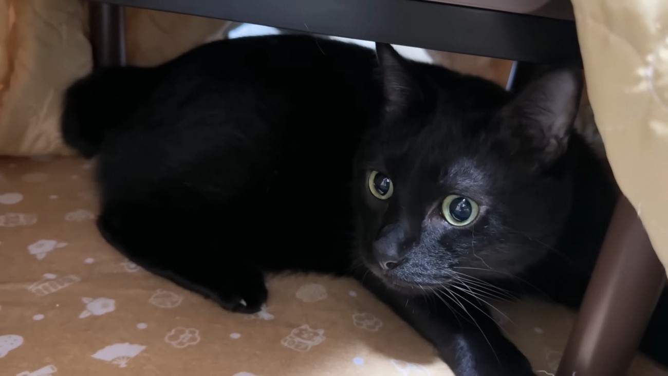 コタツの中のリオくん