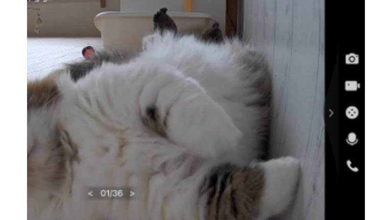猫と見守りカメラ