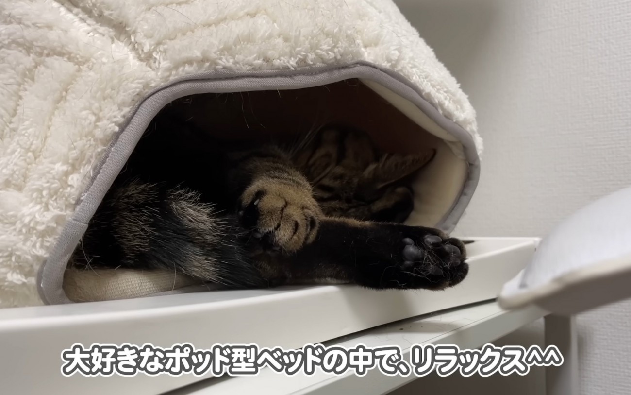 ベッド猫