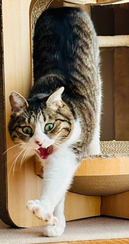 爪とぎハウスから出てくる猫（アップ1）