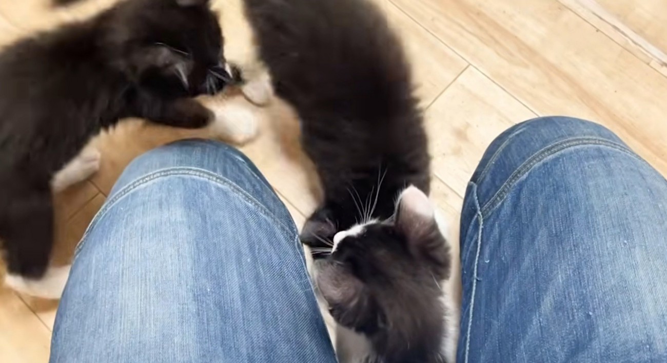 飼い主さんに群がる3匹の猫