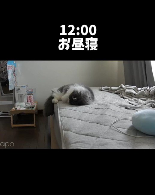 ベッドの上で寝ている猫