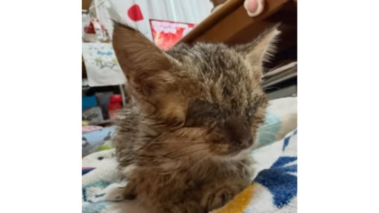 室内にいる猫