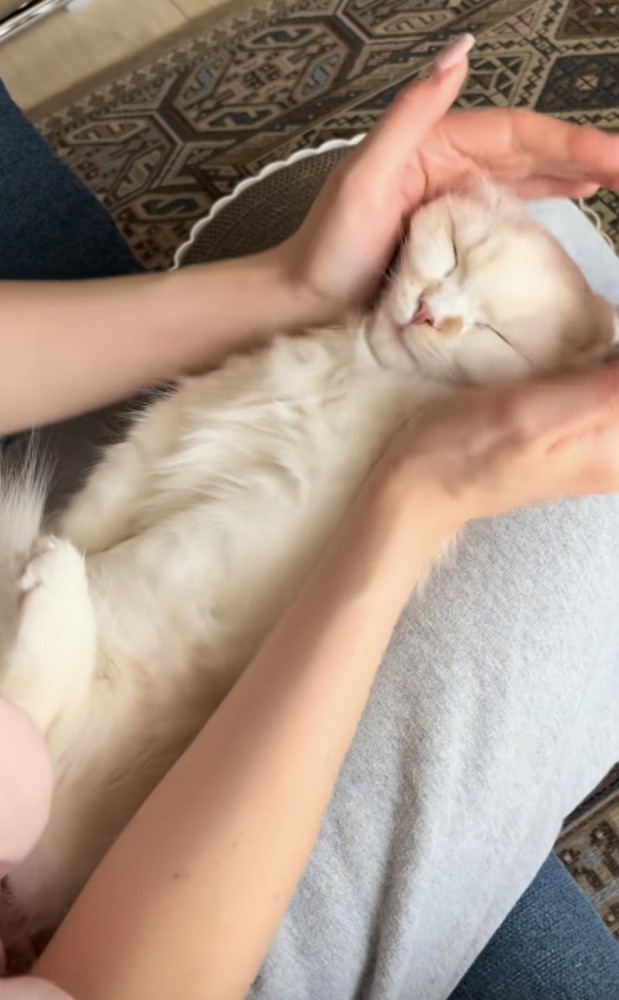 膝の上に寝転がる猫の写真3