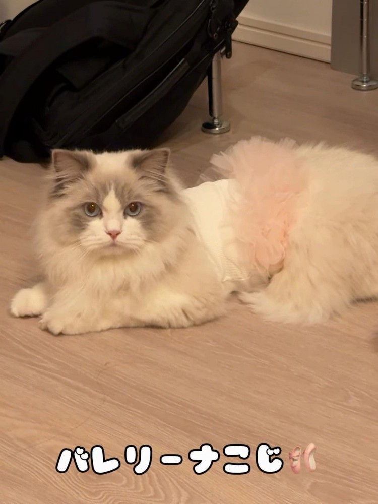 洋服を着た猫
