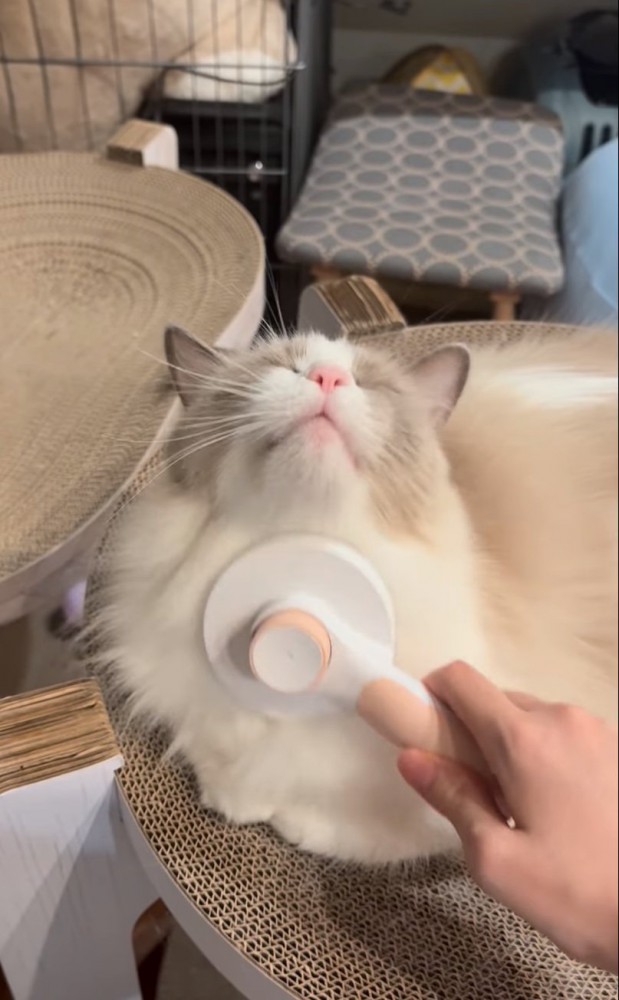 顎の下をブラッシング