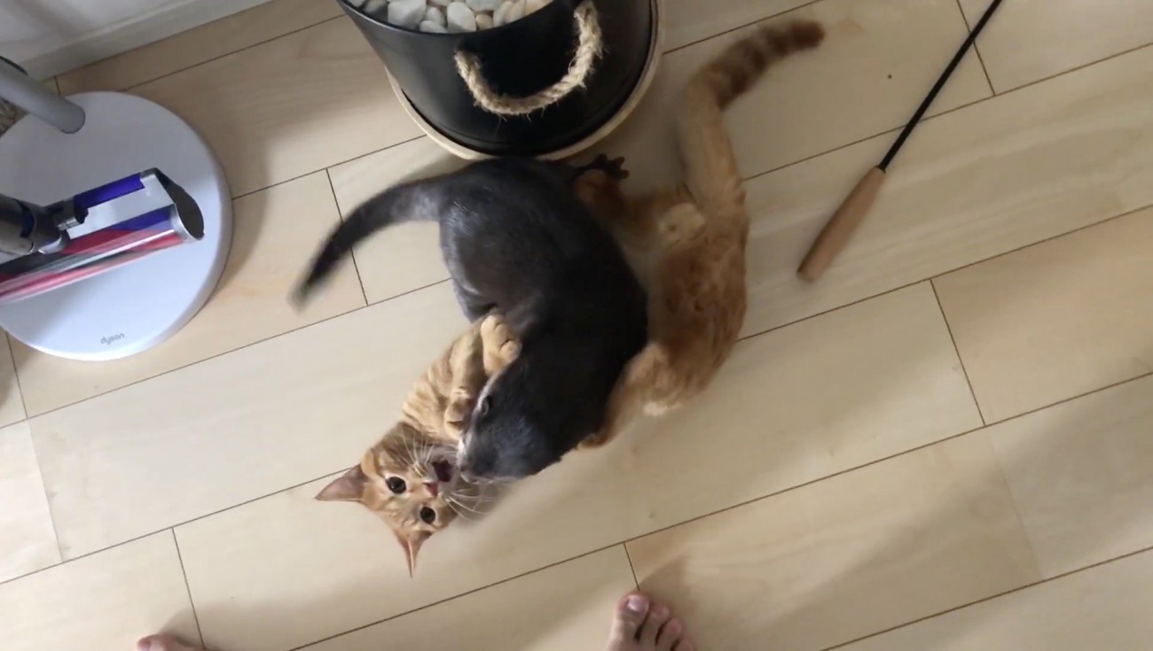 場所を変えて再度じゃれる