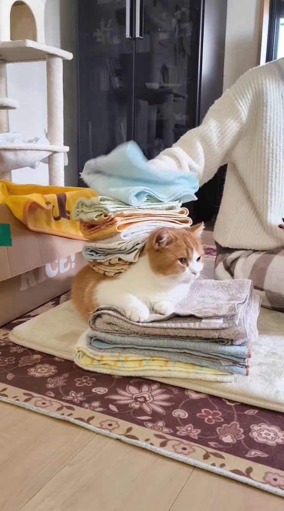 洗濯物を背中に乗せられる猫