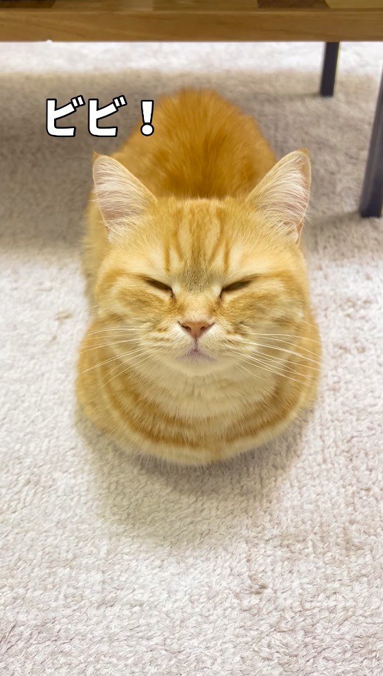 猫の名前を呼ぶ飼い主