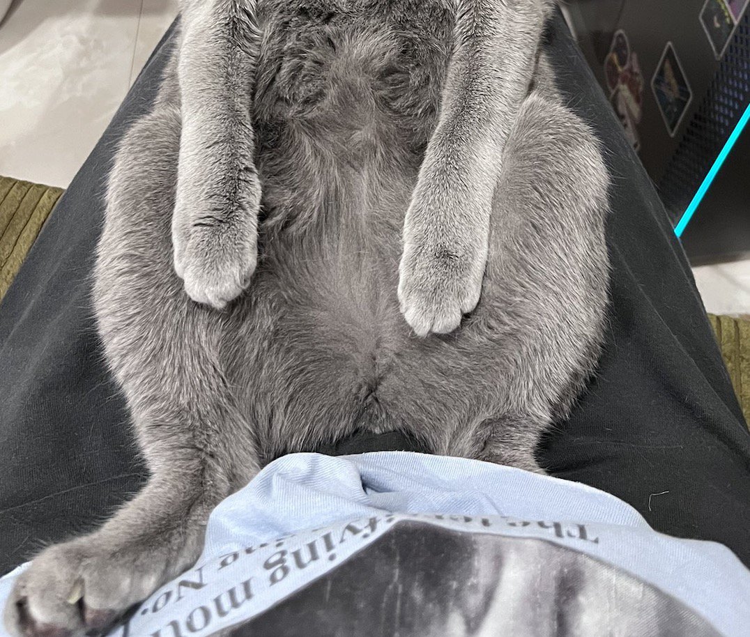 仰向けになって左右に開いた猫の足