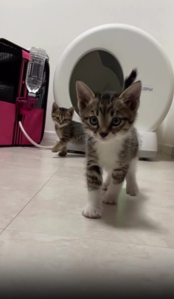 2匹の保護猫たち