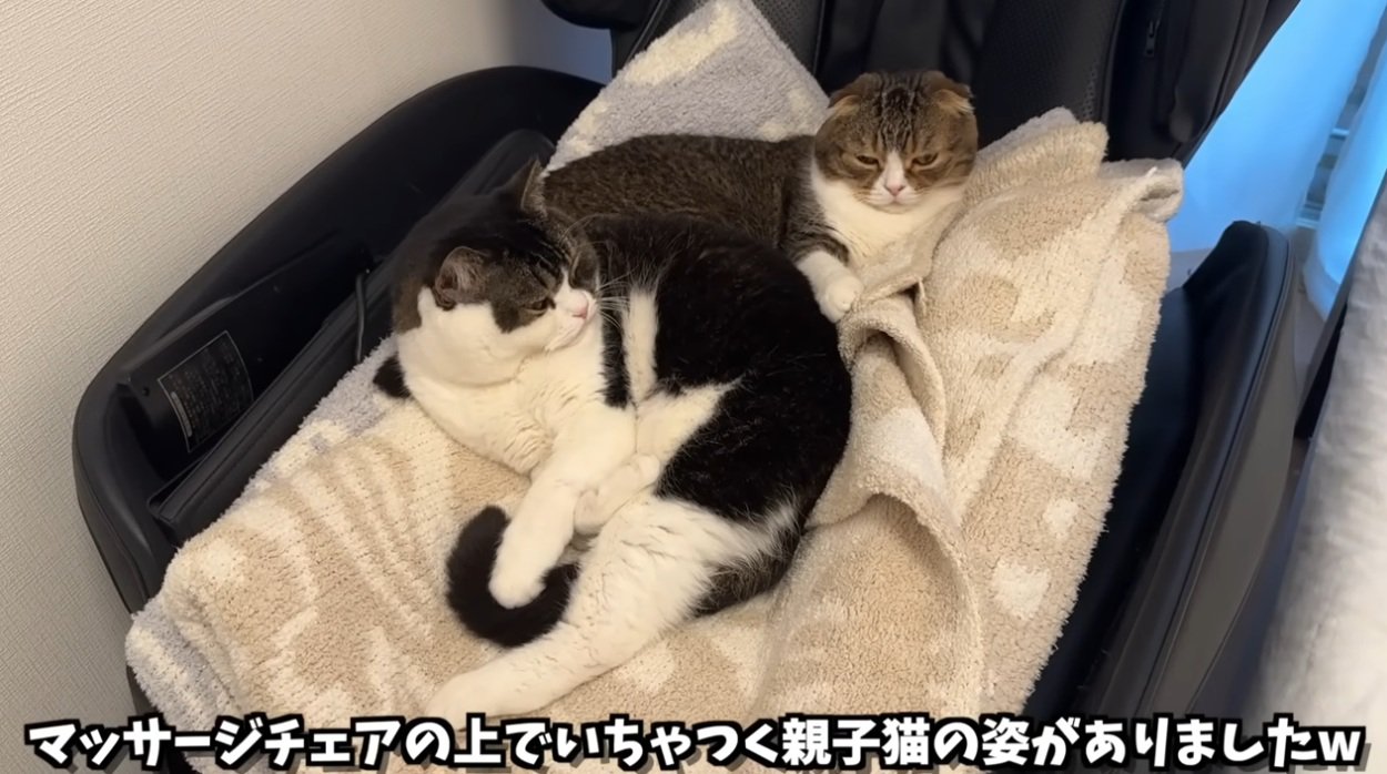 よりそってくつろぐ二匹のスコティッシュフォールド