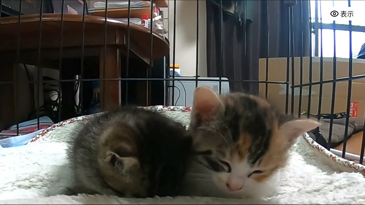 ごめん寝と下がる頭
