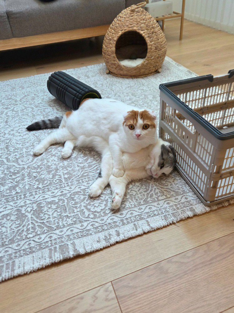 寝転がっている白黒猫の上に乗っかる茶白猫