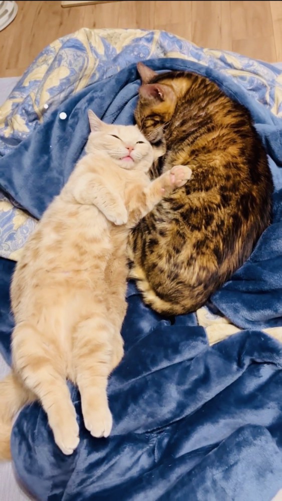 布団の上で一緒に寝るマンチカンとミックス猫