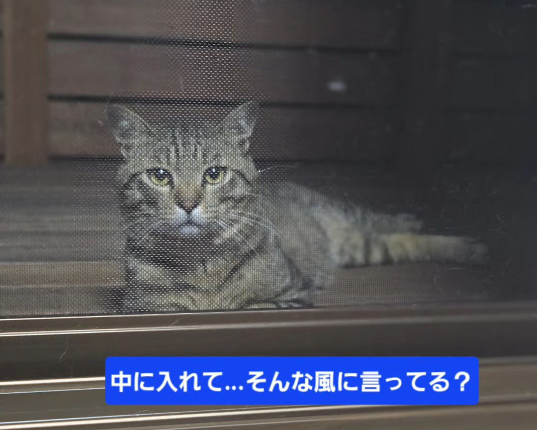 網戸の向こう側にいる猫