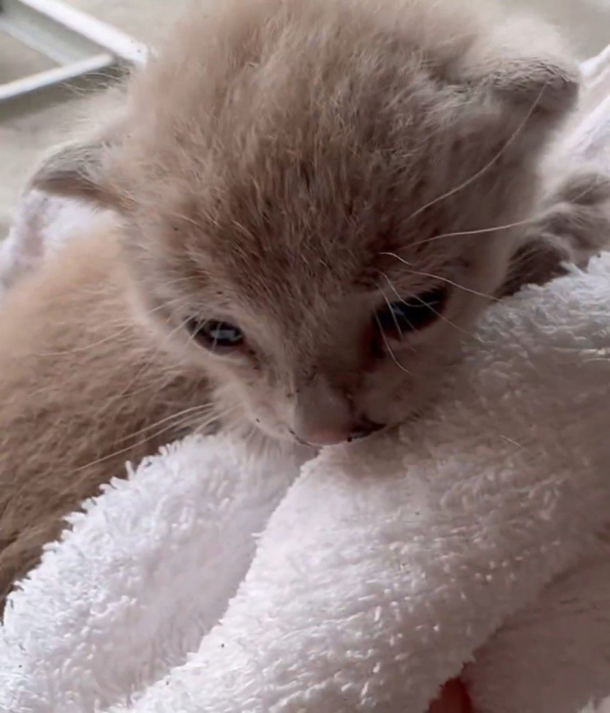 子猫の顔