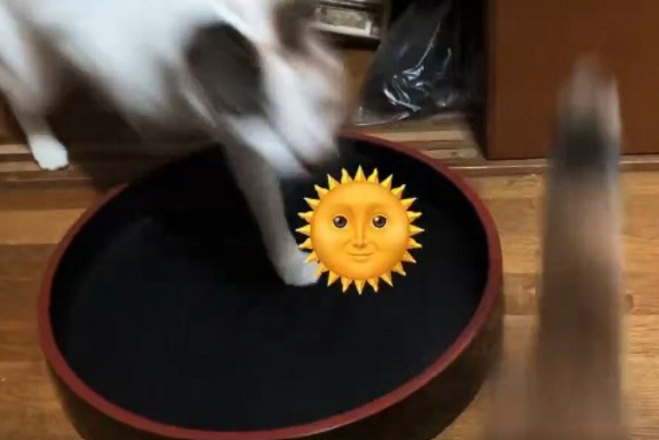 三毛猫の追いかけっこ