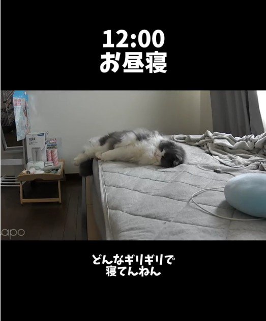 ベッドの上で寝ている猫