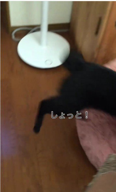 ベッドに乗っている猫