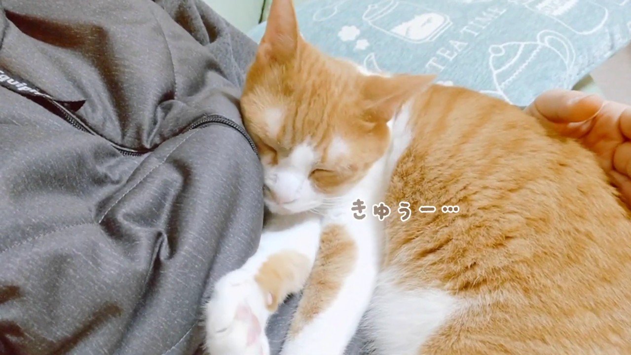 きゅうー…