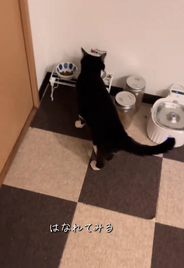 ご飯を食べ続ける猫