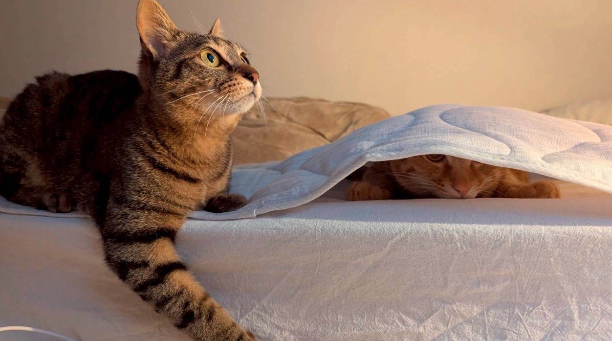 シーツの下に潜っている茶トラ猫と、その隣に座っているキジトラ猫