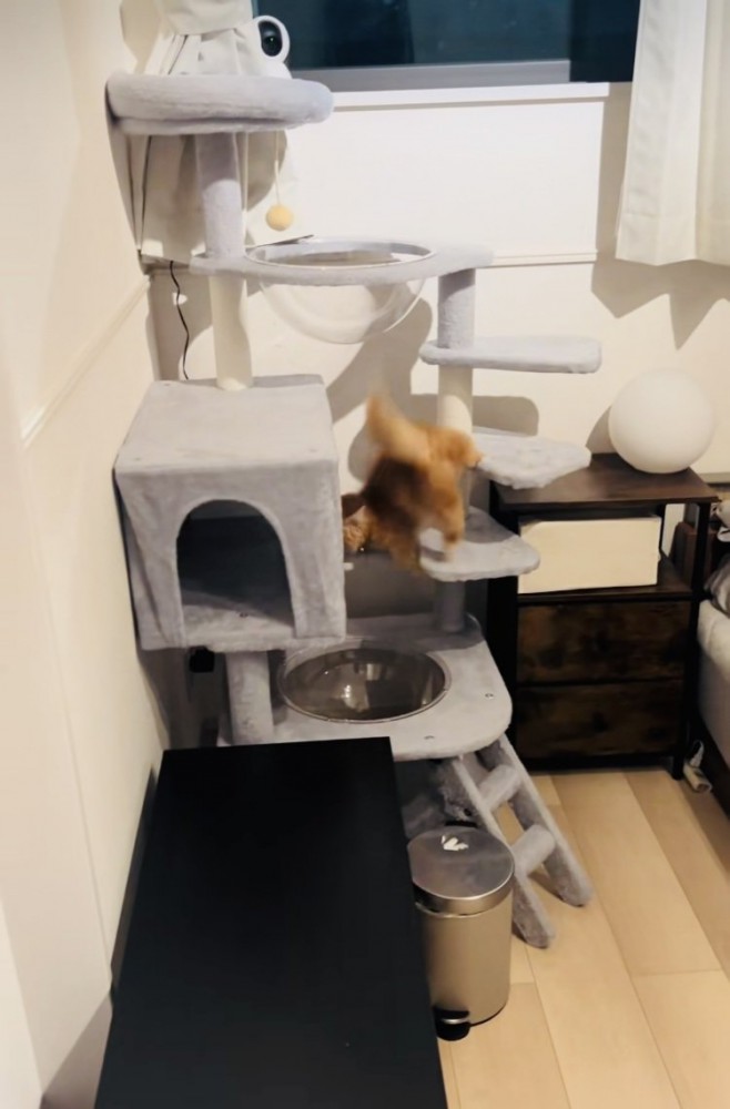 キャットタワーで足を踏み外しそうになるミヌエット