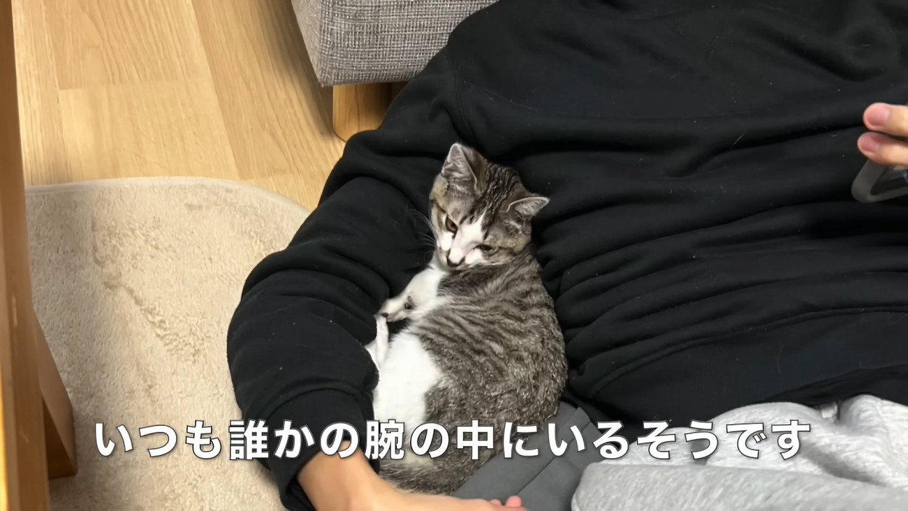 人に寄りかかる子猫