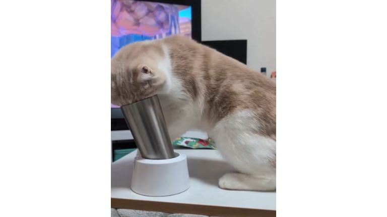 猫とタンブラー