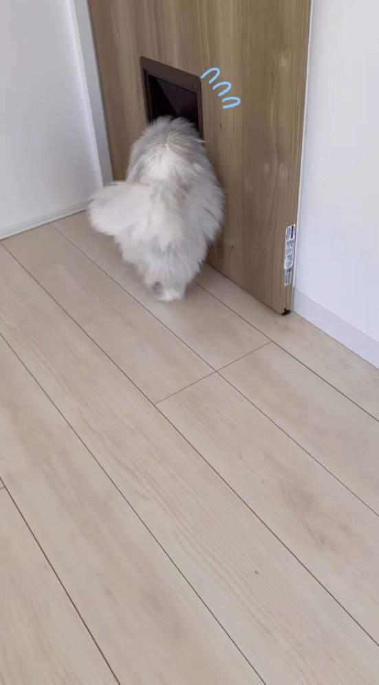 ペットドアをくぐる猫