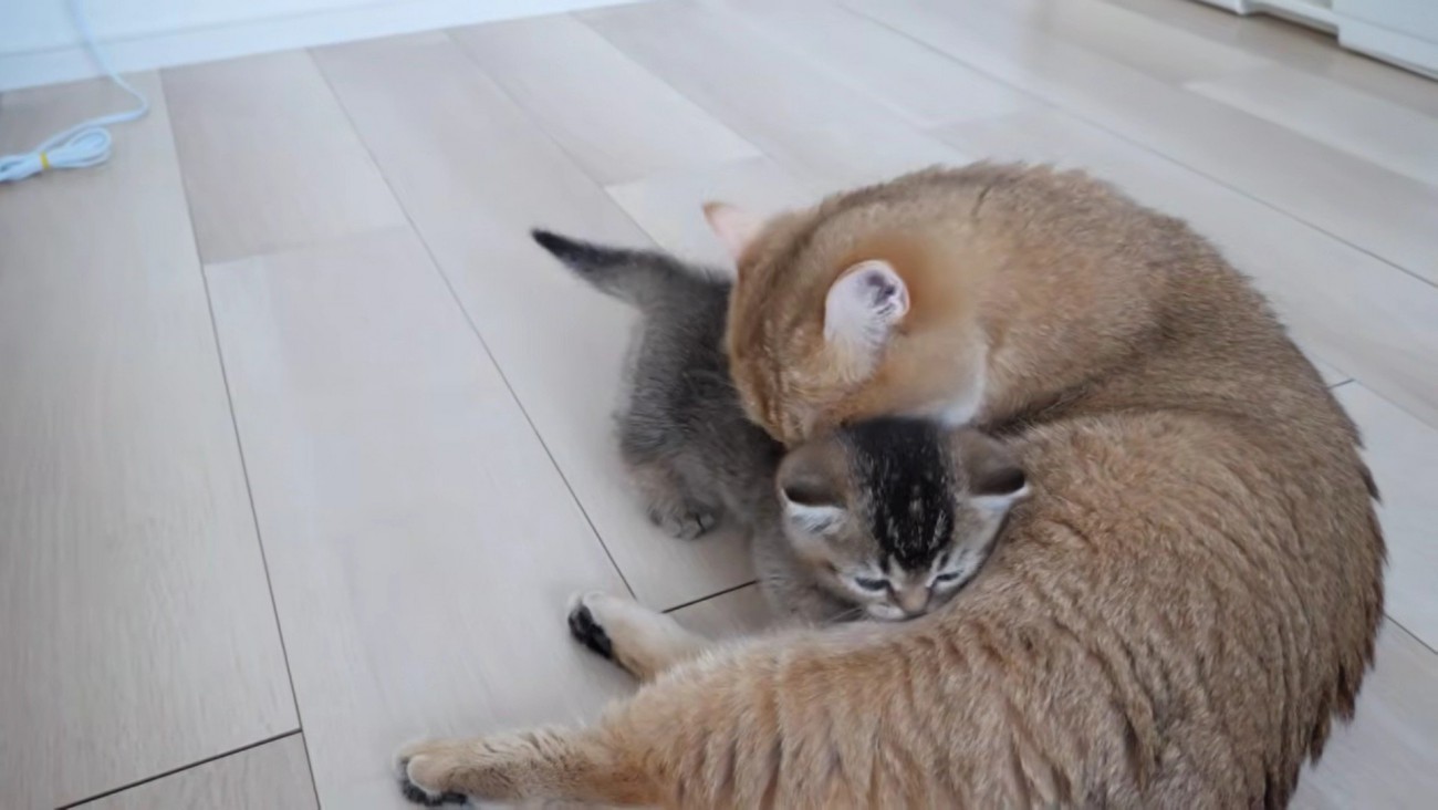 赤ちゃん猫を毛づくろいするミミさん
