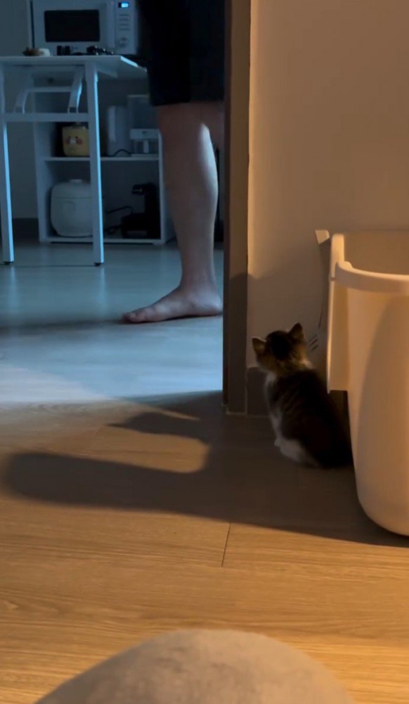 奥の部屋に戻った飼い主の足と壁に潜む子猫
