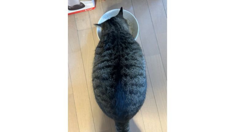 ご飯を食べている猫