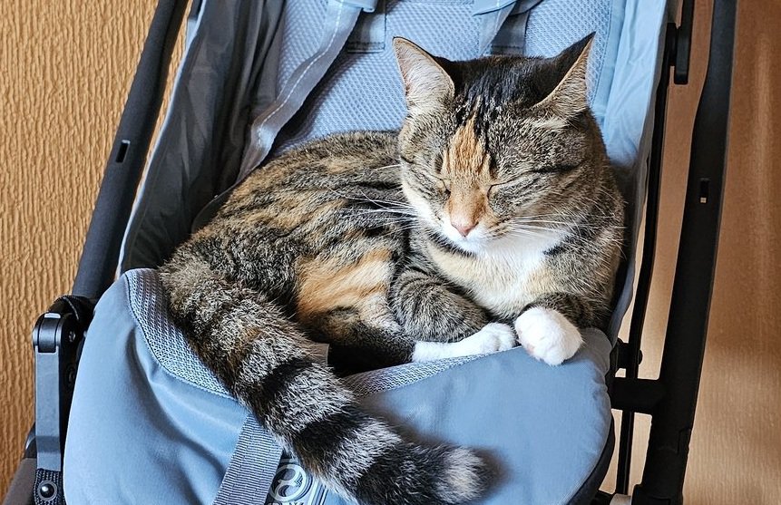 ベビーカーで眠る猫